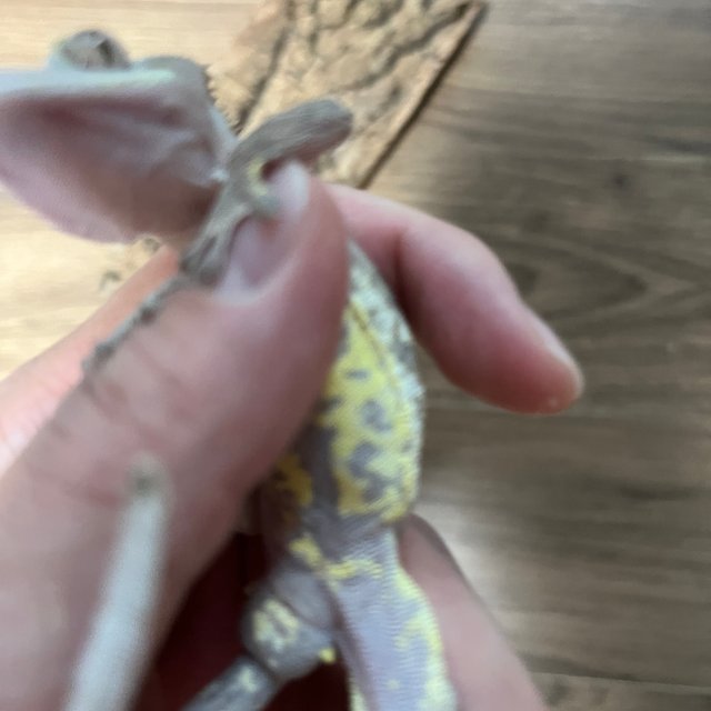 카푸치노 하이포