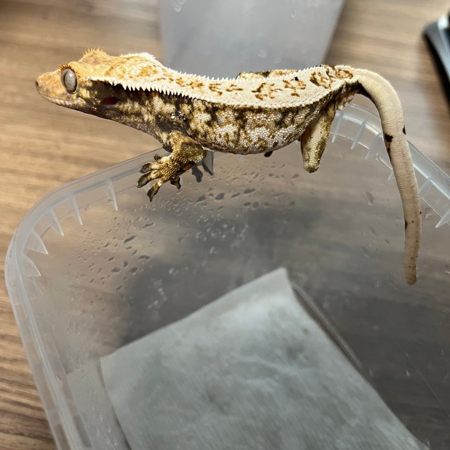 트라이 익스트림할리퀸