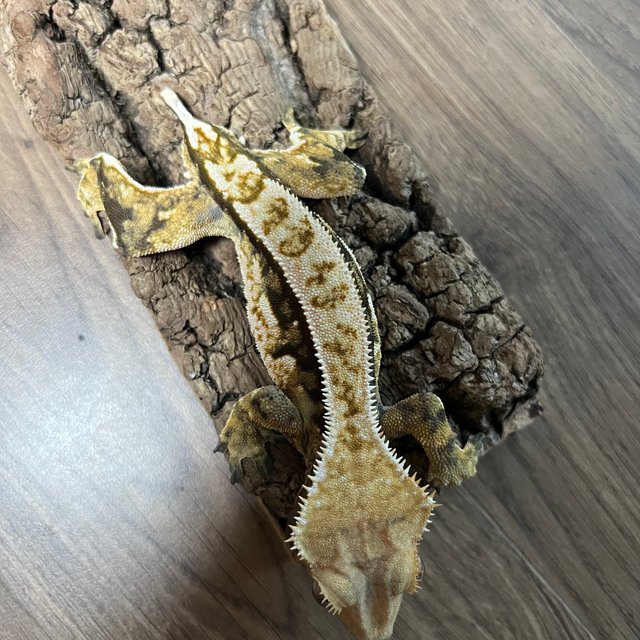 트라이 익스트림할리퀸