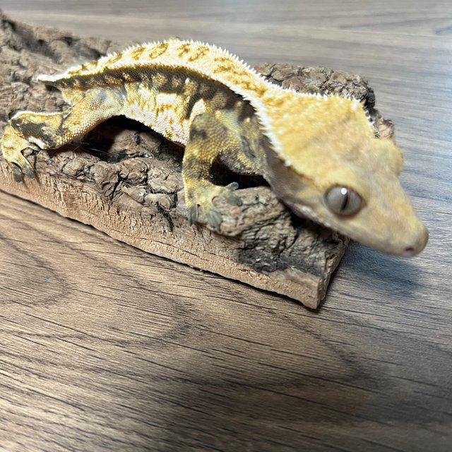 트라이 익스트림할리퀸