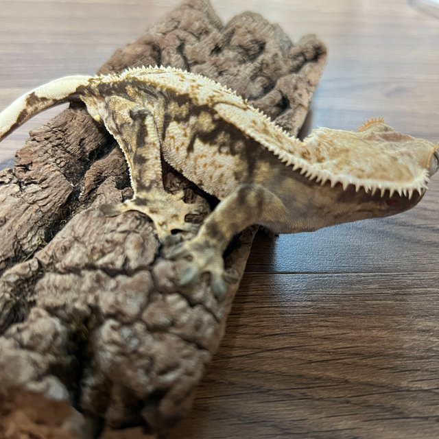 트라이 익스트림할리퀸