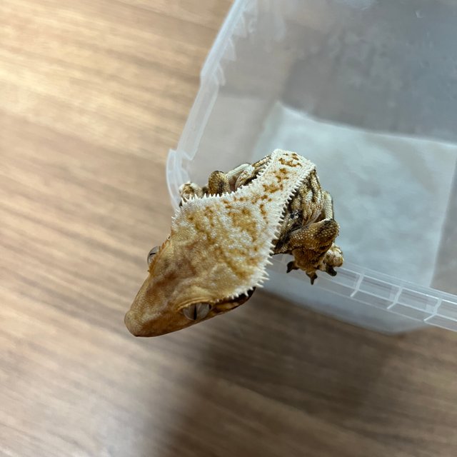 트라이 익스트림할리퀸