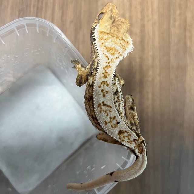 트라이 익스트림할리퀸