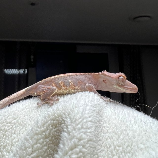 카푸치노 하이포