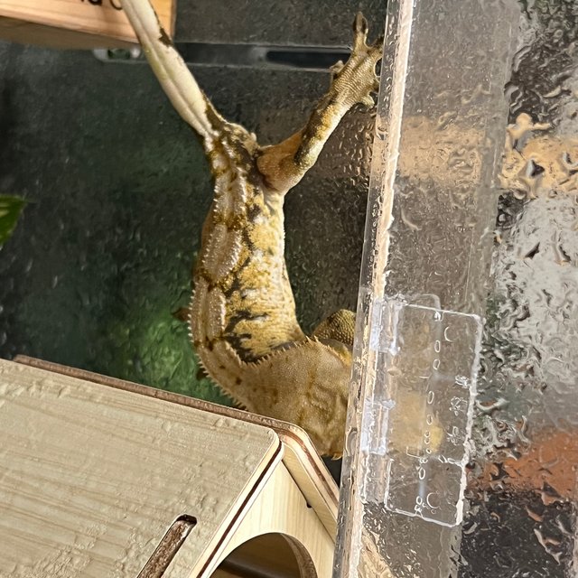 트라이 익스트림할리퀸