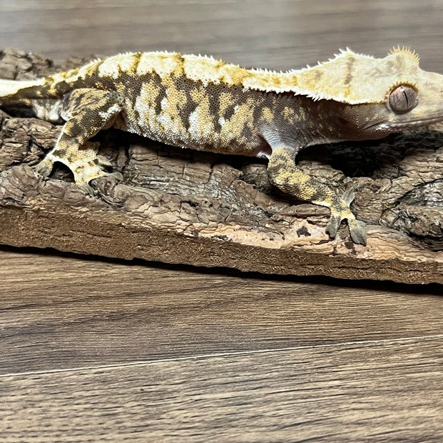 트라이 익스트림할리퀸