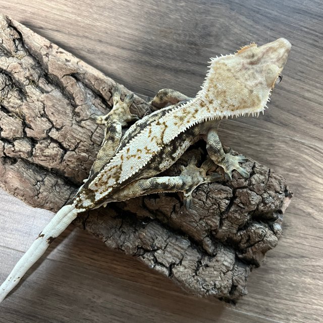 트라이 익스트림할리퀸