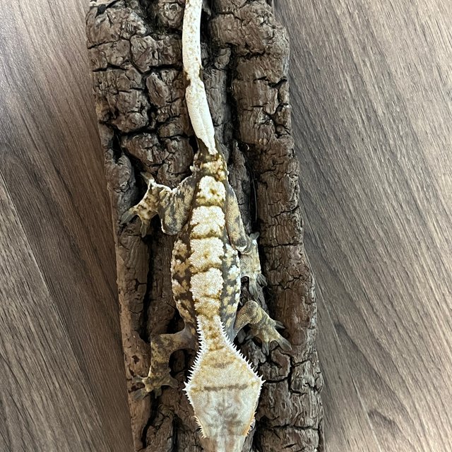 트라이 익스트림할리퀸