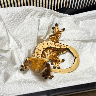 노멀 트라이 텐저린