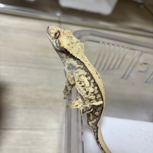 트라이