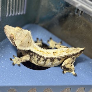 노멀 화이트포트홀 화이트스팟