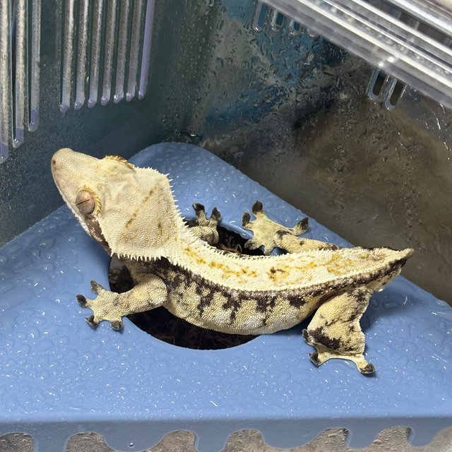 노멀 화이트포트홀 화이트스팟