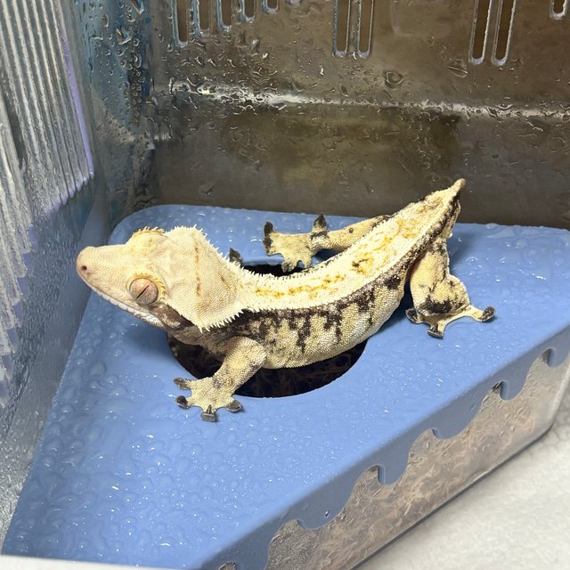 노멀 화이트포트홀 화이트스팟