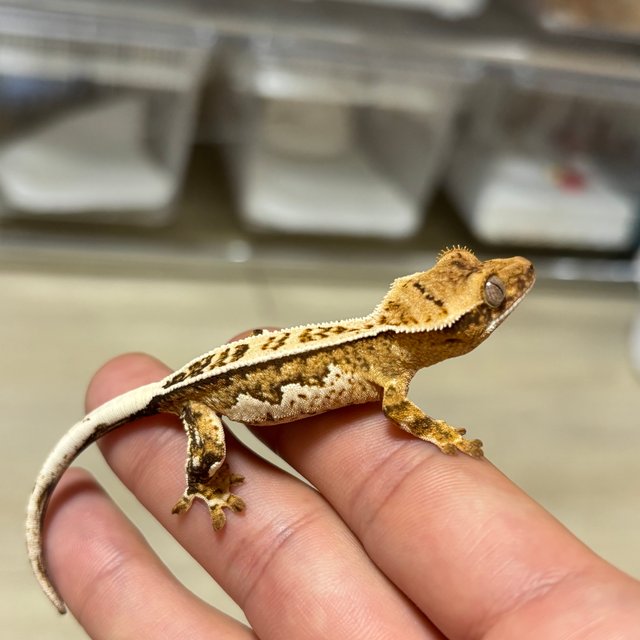 노멀 트라이 화이트핀 화이트스팟