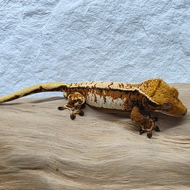 노멀 트라이 텐저린