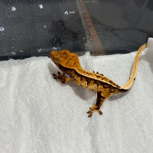 트라이 익스트림할리퀸