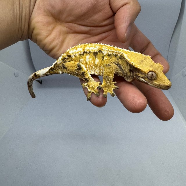 노멀 트라이 드리피