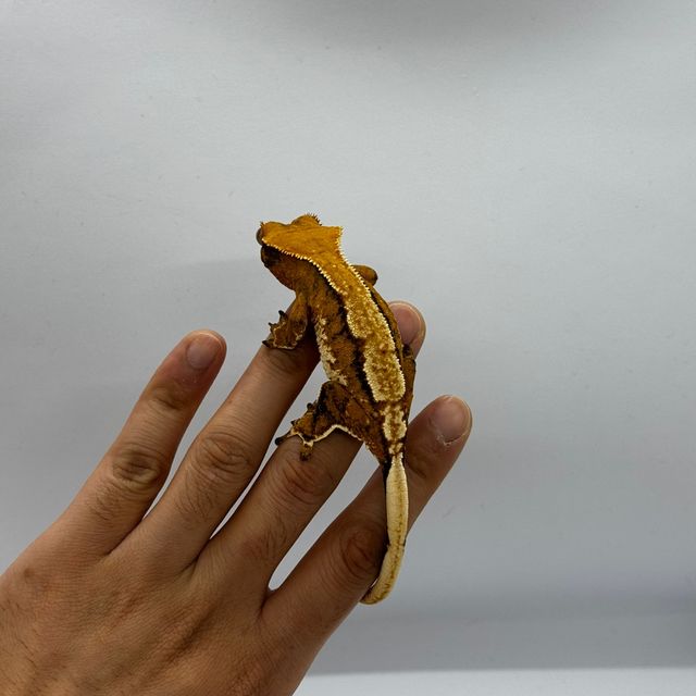 트라이