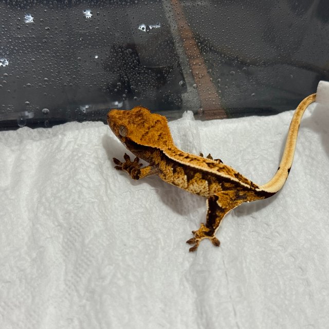 트라이 익스트림할리퀸