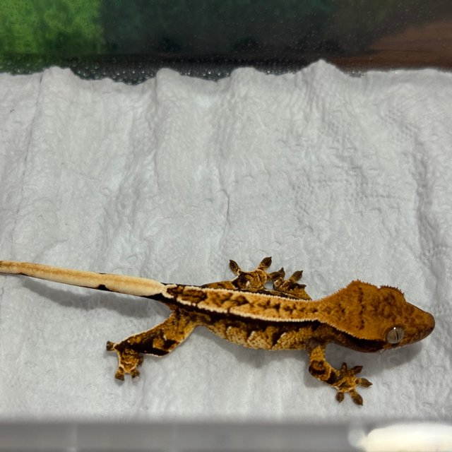 트라이 익스트림할리퀸