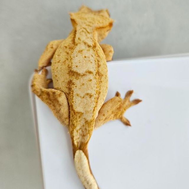 벅스킨 옐로우