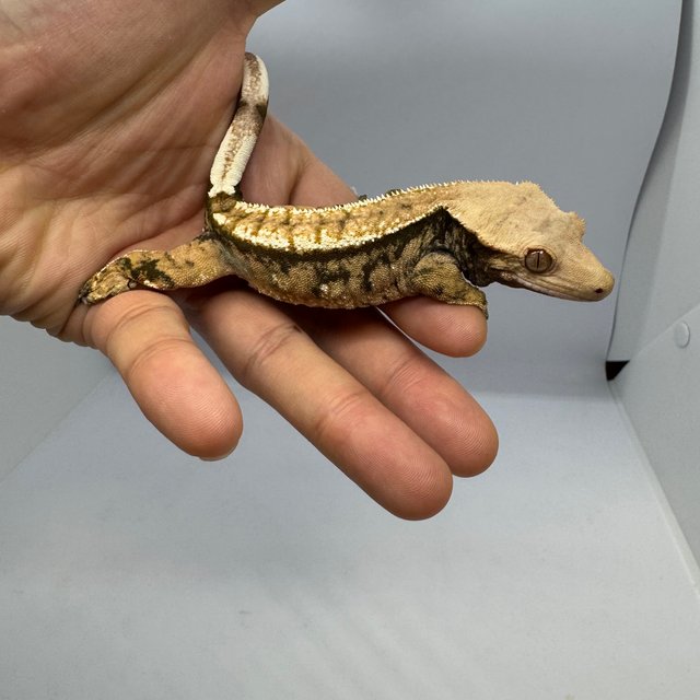 노멀 트라이 텐저린