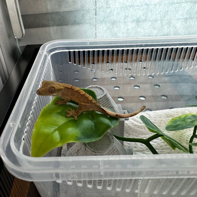 노멀