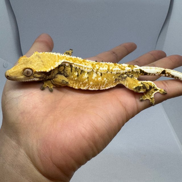 노멀 트라이 드리피