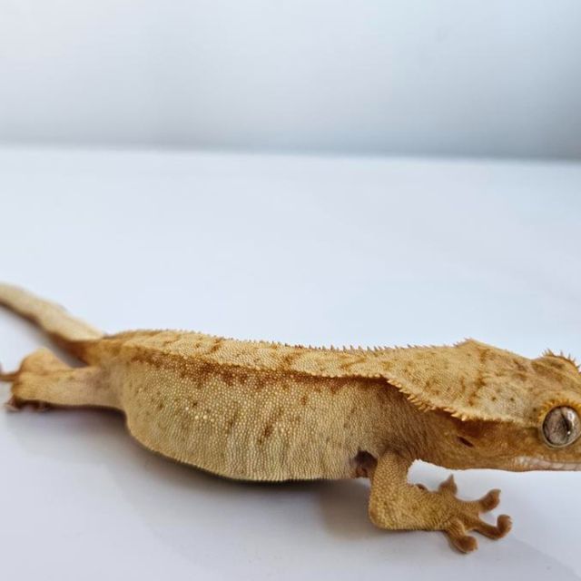벅스킨 옐로우