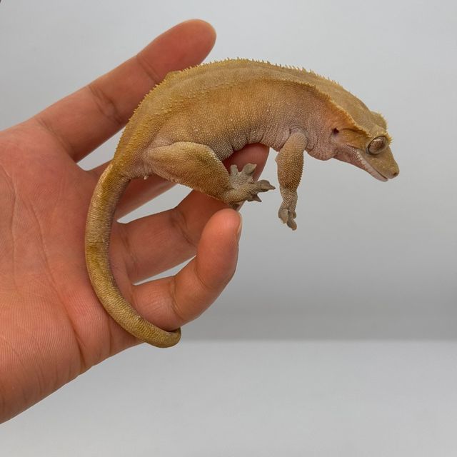 바이 레드