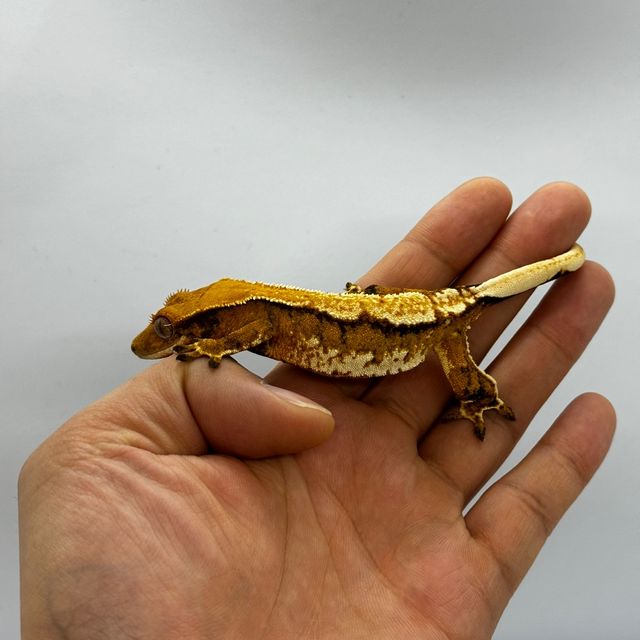 트라이
