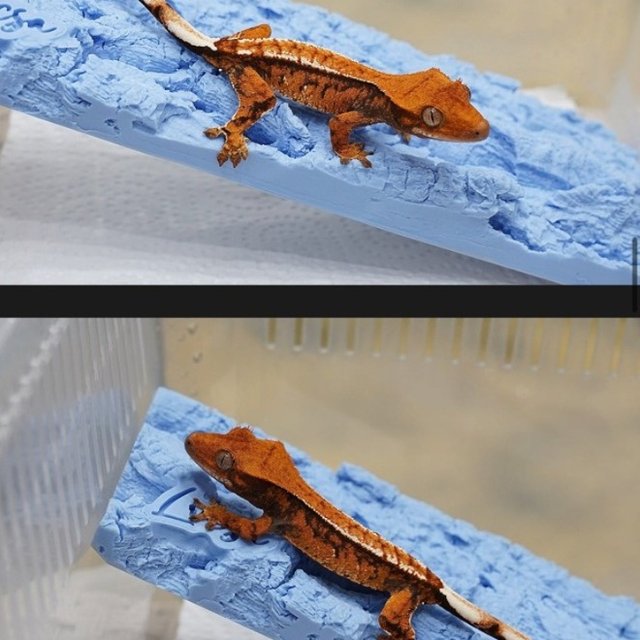 노멀 트라이 텐저린