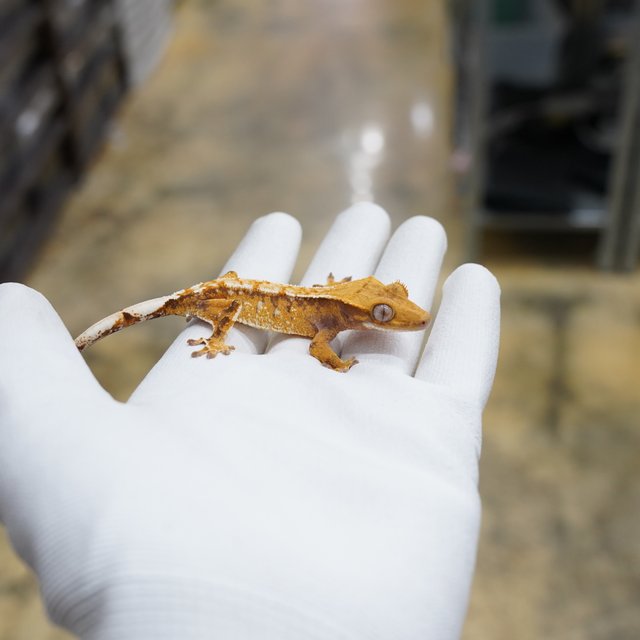 노멀 트라이 드리피