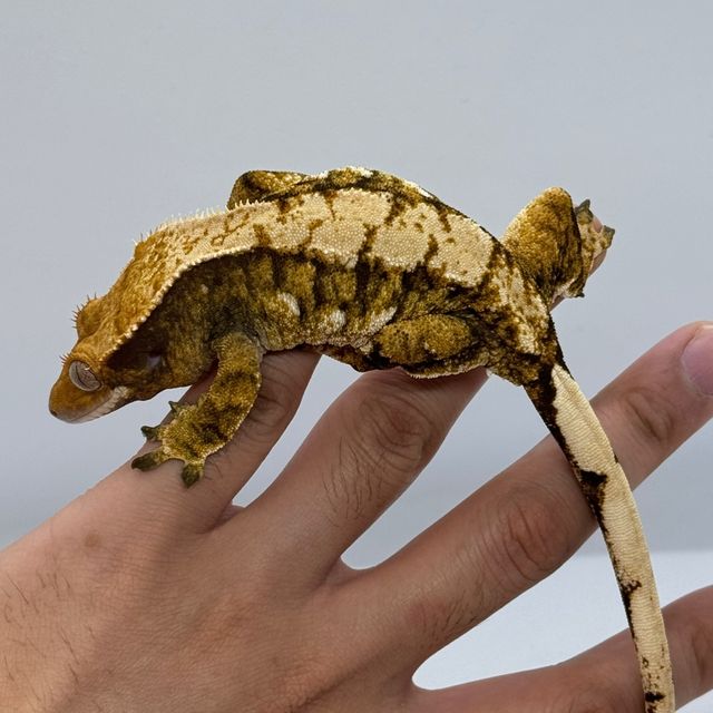 트라이