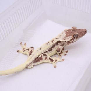 프라푸치노