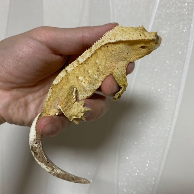 크림시클