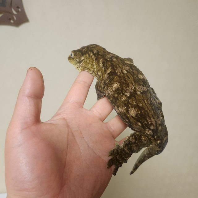 리핀리치스 멜라니스틱