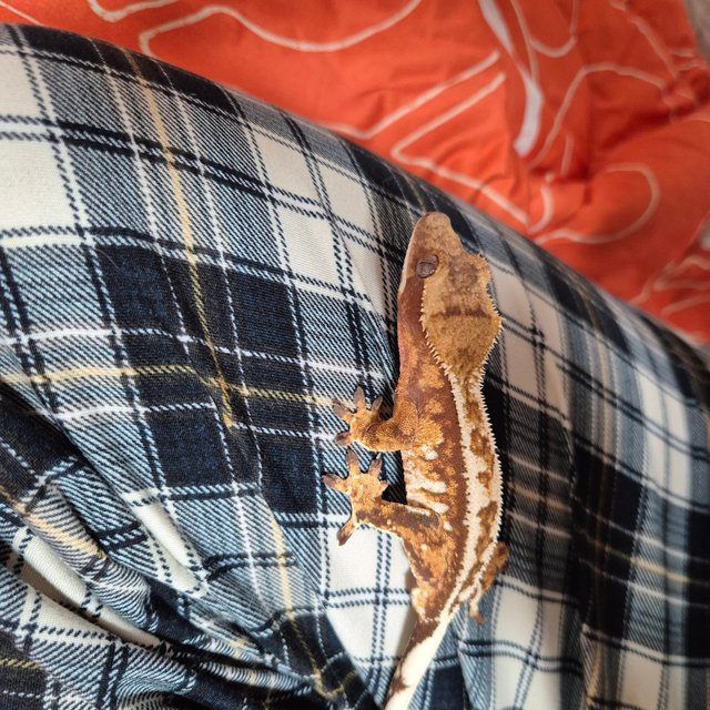 트라이 익스트림할리퀸 레드 화이트스팟