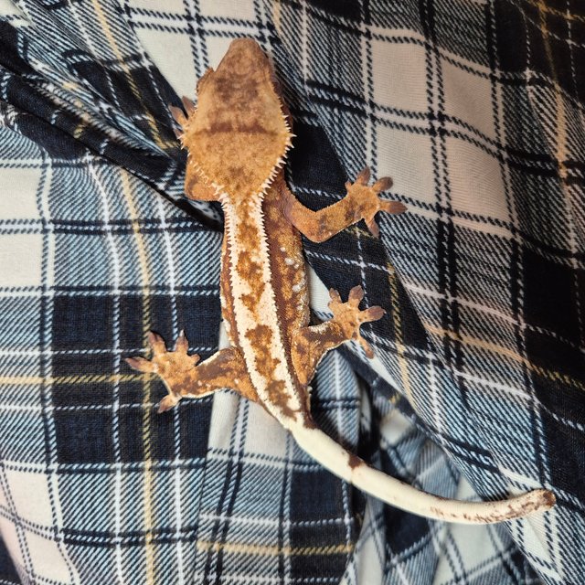 트라이 익스트림할리퀸 레드 화이트스팟