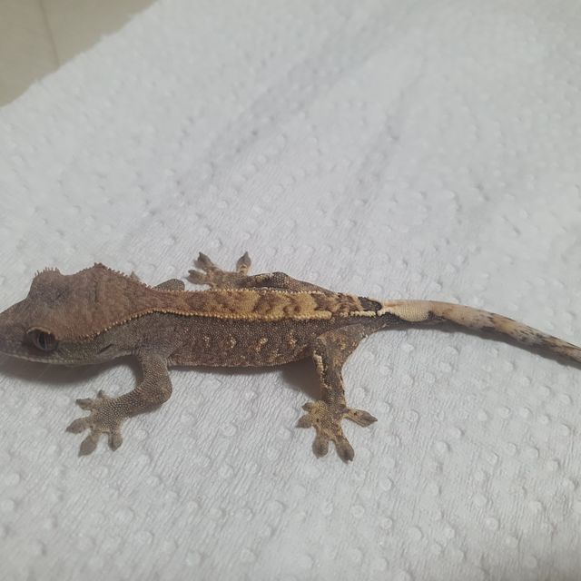 카푸치노