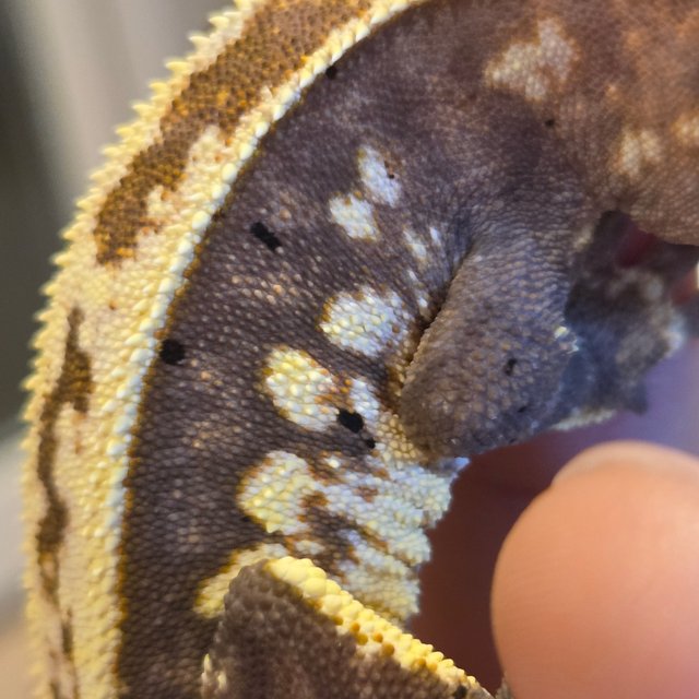 핀스트라이프 쿼드 카푸치노