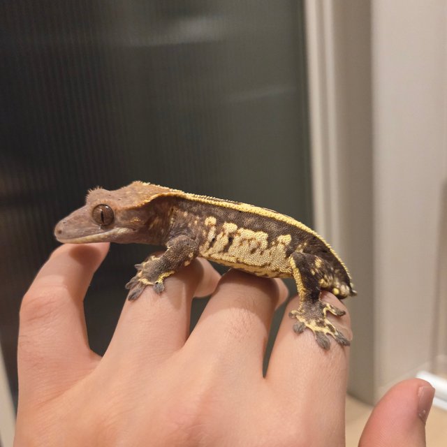 핀스트라이프 쿼드 카푸치노