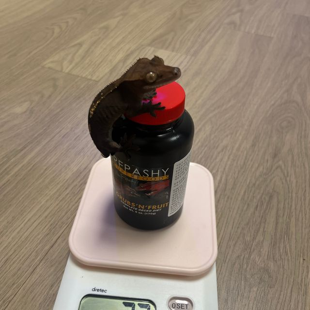 카푸치노
