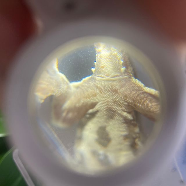 릴리화이트 다크