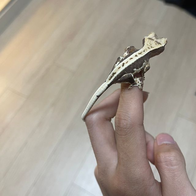 릴리화이트 다크
