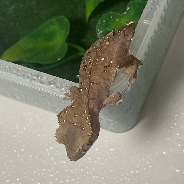 벅스킨