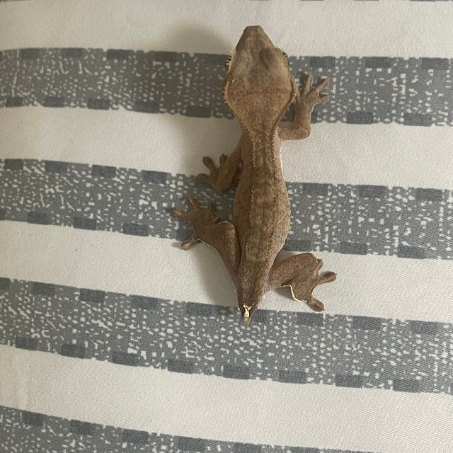 벅스킨