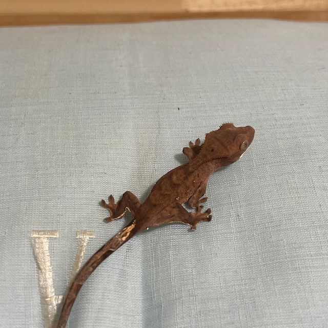 벅스킨 다크 챠콜