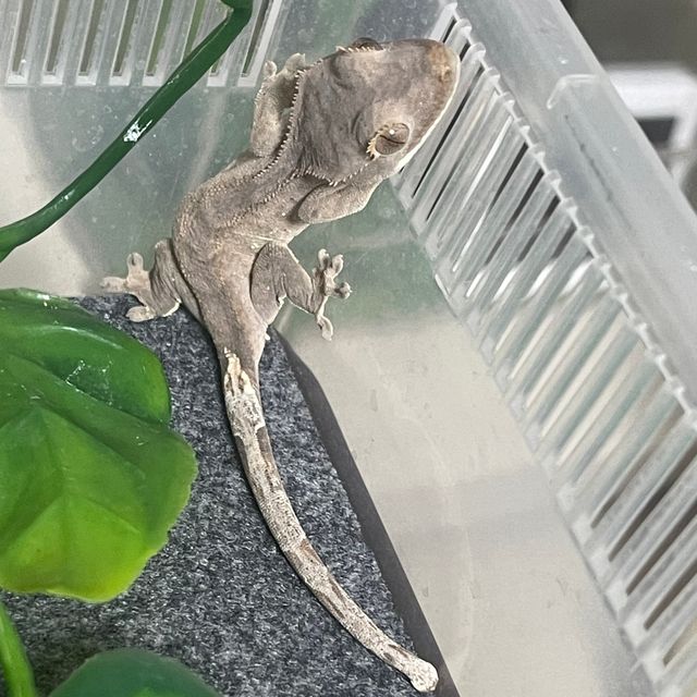 벅스킨 다크 챠콜