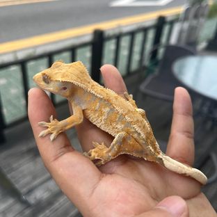 텐저린 트라이